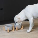 Petshop - Accesorii petshop - Castroane si adapatori - Set 2 Boluri pentru pisici si caini cu suport din bambus Navaris, 550 ml, Gri, 48350.1.22 - Infinity.ro