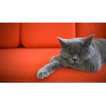 Casa si Gradina - Decoratiuni - Tablouri - Tablou canvas Pisici model 193, 90x50 cm - Infinity.ro