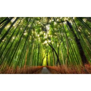 Casa si Gradina - Decoratiuni - Tapet - Infinity.ro