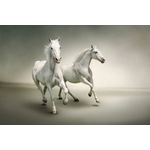 Casa si Gradina - Decoratiuni - Tapet - Autocolant, Cai albi in galop, 220 x 135 cm - Infinity.ro