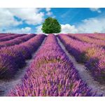 Casa si Gradina - Decoratiuni - Tapet - Autocolant, Lavanda 3, 270 x 200 cm - Infinity.ro