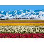 Casa si Gradina - Decoratiuni - Tapet - Autocolant, Flori si munte, 270 x 200 cm - Infinity.ro