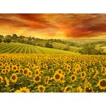 Casa si Gradina - Decoratiuni - Tapet - Autocolant, Apus peste floarea soarelui, 220 x 135 cm - Infinity.ro