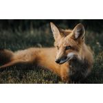 Casa si Gradina - Decoratiuni - Tablouri - Tablou canvas Animale model 170, 50x35 cm - Infinity.ro