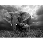 Casa si Gradina - Decoratiuni - Tapet - Autocolant, Elefant in alb si negru, 220 x 135 cm - Infinity.ro