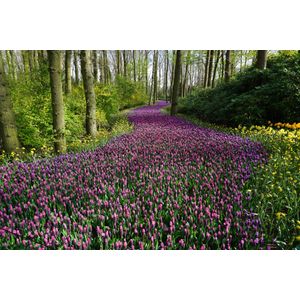 Casa si Gradina - Decoratiuni - Tapet - Infinity.ro