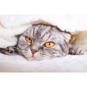 Casa si Gradina - Decoratiuni - Tapet - Infinity.ro