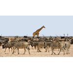 Casa si Gradina - Decoratiuni - Tablouri - Tablou canvas Animale model 142, 90x50 cm - Infinity.ro
