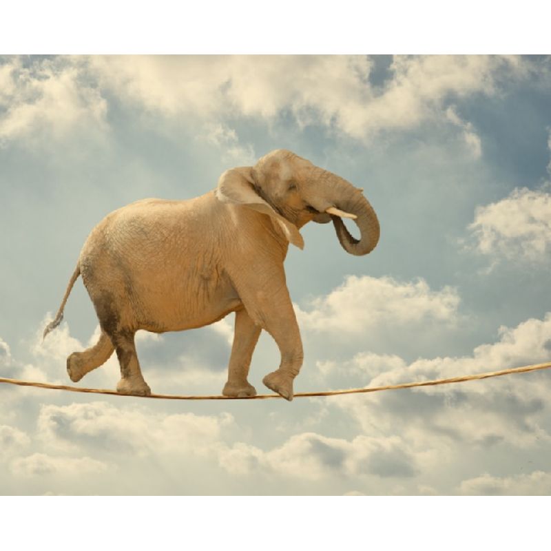 Casa si Gradina - Decoratiuni - Tapet - Autocolant, Elefant acrobat, 220 x 135 cm - Infinity.ro