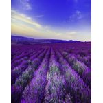 Casa si Gradina - Decoratiuni - Tapet - Autocolant, Lavanda 1, 135 x 225 cm - Infinity.ro