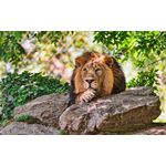 Casa si Gradina - Decoratiuni - Tablouri - Tablou canvas Animale model 117, 90x50 cm - Infinity.ro