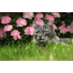 Casa si Gradina - Decoratiuni - Tablouri - Tablou canvas Animale model 113, 90x50 cm - Infinity.ro