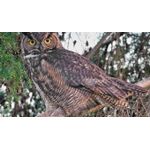 Casa si Gradina - Decoratiuni - Tablouri - Tablou canvas Animale model 184, 90x50 cm - Infinity.ro