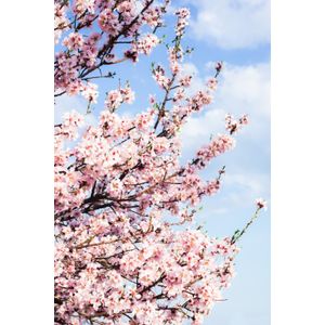 Fototapet, autocolant, Flori 63, 150 x 205 cm