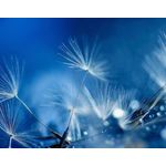 Casa si Gradina - Decoratiuni - Tapet - Autocolant, Papadie in reflexia apei, 220 x 135 cm - Infinity.ro