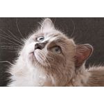 Casa si Gradina - Decoratiuni - Tapet - Autocolant, Pisica 15, 220 x 135 cm - Infinity.ro