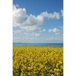 Casa si Gradina - Decoratiuni - Tapet - Autocolant, Natura 37, 135 x 225 cm - Infinity.ro