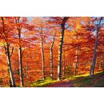 Casa si Gradina - Decoratiuni - Tapet - Fototapet de perete, autoadeziv si lavabil, Toamna tarzie, 300 x 200 cm - Infinity.ro