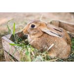 Casa si Gradina - Decoratiuni - Tapet - Fototapet, Animal 33 Iepuras, 300 x 250 cm - Infinity.ro