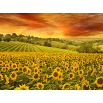 Casa si Gradina - Decoratiuni - Tapet - Fototapet, autocolant, Apus peste floarea soarelui, 250 x 200 cm - Infinity.ro