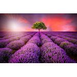 Casa si Gradina - Decoratiuni - Tapet - Fototapet de perete, autoadeziv si lavabil, Camp de lavanda, vara, apus de soare, 270 x 200 cm - Infinity.ro