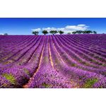 Casa si Gradina - Decoratiuni - Tapet - Fototapet de perete, autoadeziv si lavabil, Lavanda 5, 400 x 250 cm - Infinity.ro
