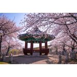 Casa si Gradina - Decoratiuni - Tapet - Fototapet de perete, autoadeziv si lavabil, Flori 170 Foisor cu ciresi infloriti 400 x 250 cm - Infinity.ro