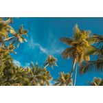 Casa si Gradina - Decoratiuni - Tapet - Fototapet de perete, autoadeziv si lavabil, Plaja 75 cu pamieri si cer albastru, 400 x 250 cm - Infinity.ro