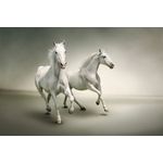 Casa si Gradina - Decoratiuni - Tapet - Fototapet, Cai albi in galop, 300 x 200 cm - Infinity.ro