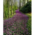 Casa si Gradina - Decoratiuni - Tapet - Fototapet de perete, autoadeziv si lavabil, Drum de flori roz, 150 x 205 cm - Infinity.ro