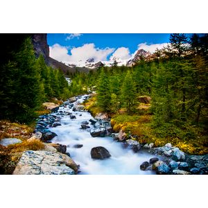 Casa si Gradina - Decoratiuni - Tapet - Infinity.ro