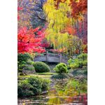 Casa si Gradina - Decoratiuni - Tapet - Fototapet de perete, autoadeziv si lavabil, Culoare in parc, 135 x 225 cm - Infinity.ro