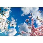 Casa si Gradina - Decoratiuni - Tapet - Fototapet de perete, autoadeziv si lavabil, Copaci primavara, 200 x 150 cm - Infinity.ro