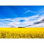 Casa si Gradina - Decoratiuni - Tapet - Fototapet, Padure in lan de rapita, 200 x 150 cm - Infinity.ro