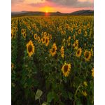 Casa si Gradina - Decoratiuni - Tapet - Fototapet, Natura 41, 150 x 205 cm - Infinity.ro