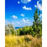 Casa si Gradina - Decoratiuni - Tapet - Fototapet, Natura 48, 150 x 205 cm - Infinity.ro