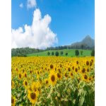 Casa si Gradina - Decoratiuni - Tapet - Fototapet, Natura 79, 150 x 205 cm - Infinity.ro