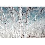 Casa si Gradina - Decoratiuni - Tapet - Fototapet, Padure de mesteacan, 250 x 150 cm - Infinity.ro