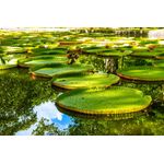 Casa si Gradina - Decoratiuni - Tapet - Fototapet, Nuferi pe lac, 200 x 150 cm - Infinity.ro