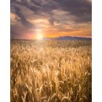 Casa si Gradina - Decoratiuni - Tapet - Fototapet, Natura 36, 150 x 205 cm - Infinity.ro