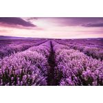 Casa si Gradina - Decoratiuni - Tapet - Fototapet de perete, autoadeziv si lavabil, Lavanda 7, 400 x 250 cm - Infinity.ro