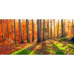 Casa si Gradina - Decoratiuni - Tapet - Fototapet de perete, autoadeziv si lavabil, Padure cu raze de soare, 400 x 250 cm - Infinity.ro