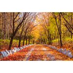 Casa si Gradina - Decoratiuni - Tapet - Fototapet de perete, autoadeziv si lavabil, Padure 55 toamna, 400 x 250 cm - Infinity.ro
