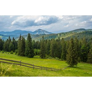 Casa si Gradina - Decoratiuni - Tapet - Infinity.ro