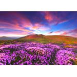 Casa si Gradina - Decoratiuni - Tapet - Fototapet de perete, autoadeziv si lavabil, Flori de rhododendron in apus de soare, 350 x 250 cm - Infinity.ro