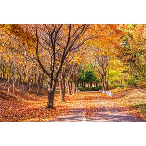 Casa si Gradina - Decoratiuni - Tapet - Infinity.ro