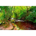 Casa si Gradina - Decoratiuni - Tapet - Fototapet de perete, autoadeziv si lavabil, Raul din padurea verde, 400 x 250 cm - Infinity.ro