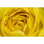 Casa si Gradina - Decoratiuni - Tablouri - Tablou canvas Trandafir galben, 45 x 30 cm - Infinity.ro