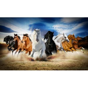 Tablou canvas Puterea cailor, galop