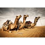 Casa si Gradina - Decoratiuni - Tapet - Fototapet, Animal 36 Camile, 300 x 250 cm - Infinity.ro